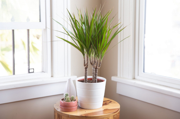 Какие домашние растения прекрасно дезинфицируют квартиру, но опасны для аллергиков
